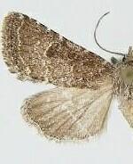 Trichopolia orobia