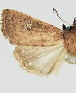 Pseudorthodes iole