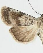 Euxoa cincta