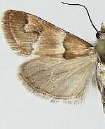 Noctueliopsis palmalis