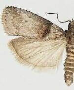 Acrobasis texana