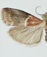 Acrobasis demotella