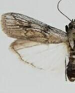 Eremberga insignis