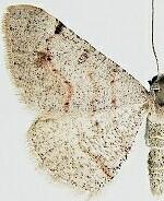 Digrammia yavapai