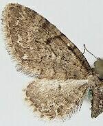 Eupithecia broui