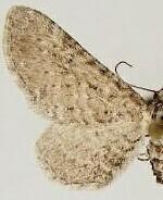 Eupithecia zygadeniata