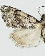 Abablemma bilineata