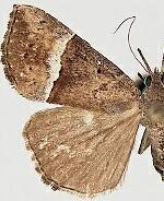 Hypena umbralis