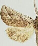 Psammathodoxa cochlidioides