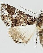 Elousa albicans