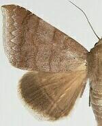 Mimophisma delunaris