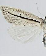 Doryodes tenuistriga