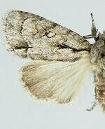 Acronicta vinnula