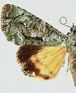 Neophaenis boucheri