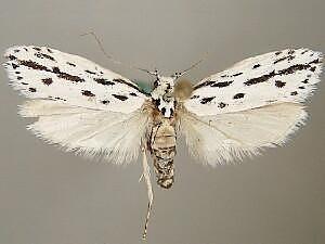 Ethmia longimaculella