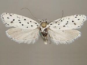 Ethmia prattiella