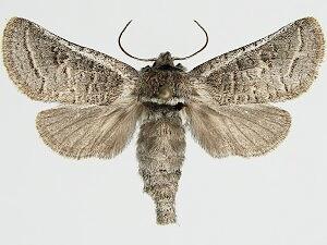 Comadia redtenbacheri