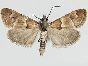 Noctueliopsis palmalis