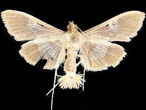 Diaphania lualis