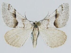 Macaria simpliciata