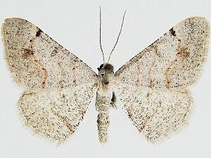 Digrammia yavapai