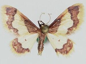 Idaea basinta