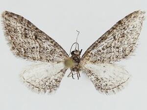 Eupithecia prostrata