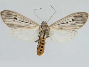 Agaraea semivitrea