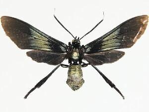 Macrocneme chrysitis