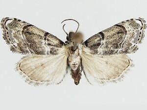 Abablemma bilineata