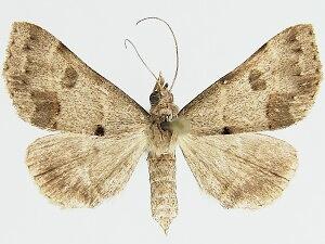 Hemeroplanis reversalis