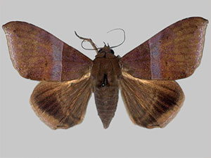 Neophisma tropicalis