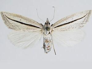 Doryodes tenuistriga