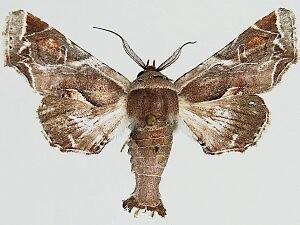 Marathyssa pyrastis