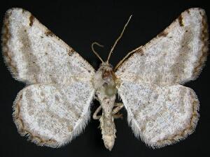 Digrammia denticulata