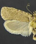 Agonopterix cajonensis