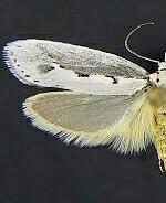 Ethmia arctostaphylella