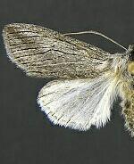 Pleromella opter