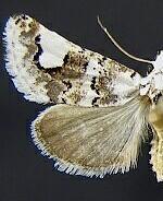 Tristyla alboplagiata