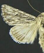 Sympistis kelsoensis