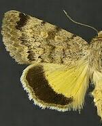 Sympistis regina