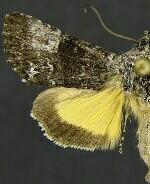 Sympistis corusca