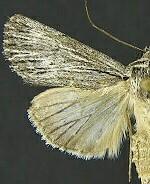 Sympistis major