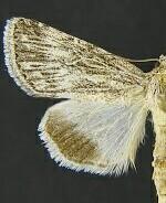 Sympistis pachet