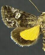 Copanarta aurea