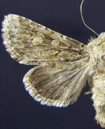 Lacinipolia leucogramma