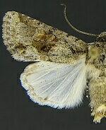 Lacinipolia quadrilineata