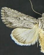 Trichocerapoda strigata