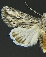 Trichocerapoda oblita