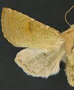 Orthosia ferrigera